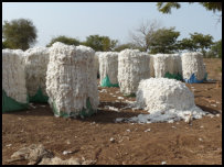 Cotton harvest 