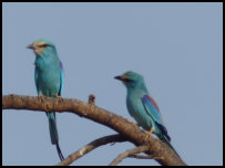 Abyssinian roller in Benin