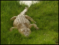 Sacred crocodiles in Yamoussoukro