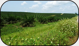 oil palm plantations