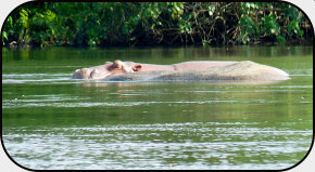 Hippo in the Sassandra River
