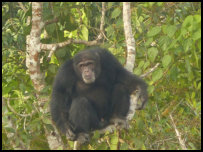 Chimps in Grand Lahou