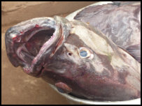 Fish market in Elmina