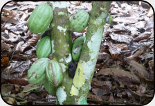 Ivory Coast is the world's biggest cocoa exporter.