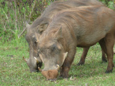 warthogs in Mole National Park