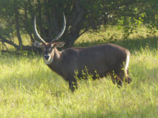 waterbuck in Mole National Park