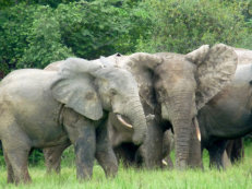 elephants in Mole National Park