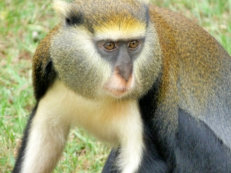 Boabeng Fiema Monkey Sanctuary Mona Monkey