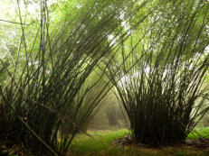 Ankasa: Bamboo Cathedral