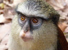 Tafi Atome Monkey Sanctuary