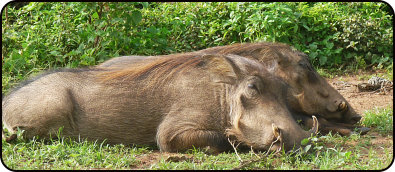 Warthogs in Mole National Park