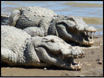 Sacred crocodiles in Sabou, Burkina Faso