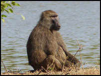 Baboon in Mole National Park
