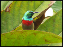 Sunbird