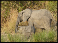 Elephants in Mole National Park