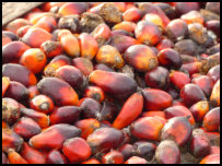 fruits of the oil palm