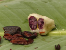 Tetteh Quarshie cocoa farm in Mampong