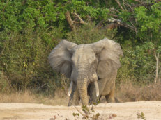 Elephant in Mole National Park