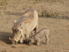 warthog in Mole National Park