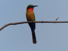 bee-eater in Mole National Park
