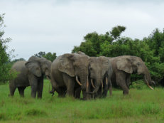 Elephant in Mole National Park