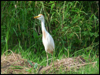 Cattle egret near Kakum National Park, Ghana