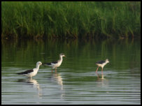 Black-winged stilt on Lake Nokoué, Benin