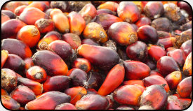 Fruits of the oil palm for oil production
