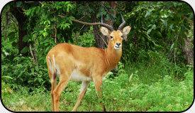 Kob-antelope in Mole National Park