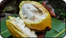 Cocoa fruit, Ghana is the second largest cocoa producer in the world