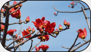 Flowers of the Red Silkcotton Tree 