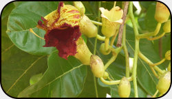 Flowers of the sausage tree