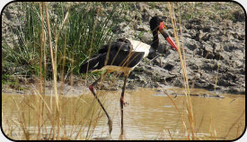 Saddle-billed stork in Pendjari National Park