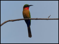 Red-throated bee-eater