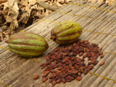 cocoa pods at Tetteh Quarshie's Cocoa Farm