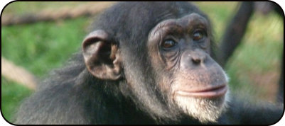Schimpanse in Tagucama