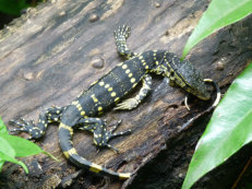 a rock monitor sunbathing on Bunce Island