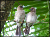 Bulbul