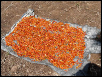 Chilli is drying in the sun