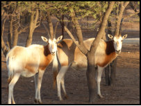 antilope in Guembeul