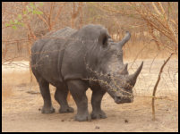 rhino in Bandia Reserve, Senegal