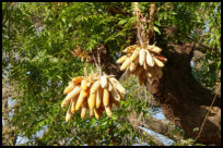 Bédik people drying maize