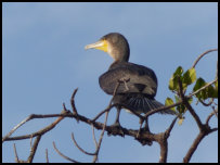 Cormorant on the Gambia river