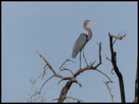 Goliath heron on the Gambia River
