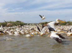 Djoudj National Park, pelicans