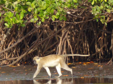 in the Sine Saloum Delta