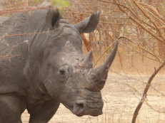 Bandia Reserve rhino