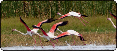 Flamingos in Djoudj Bird Sanctuary
