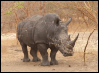 rhino in Bandia Reserve, Senegal