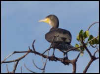 Cormorant on the Gambia river